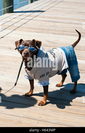 Cane domestico vestito in jeans blu, felpa con cappuccio e occhiali da sole Foto Stock