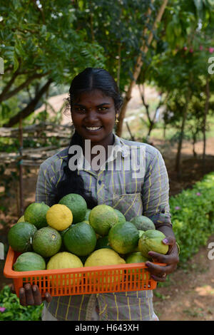 Raccolte di cedro di cui è stato eseguito il rip dei frutti in una piccola fattoria di cedro in Tamil Nadu, India. Foto Stock