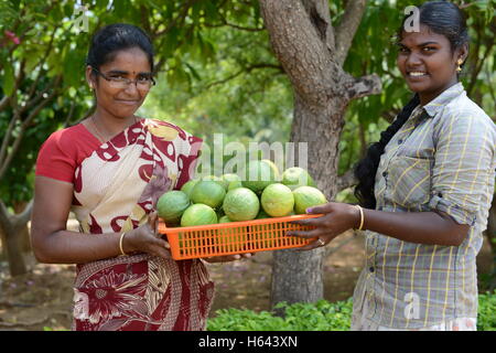 Raccolte di cedro di cui è stato eseguito il rip dei frutti in una piccola fattoria di cedro in Tamil Nadu, India. Foto Stock