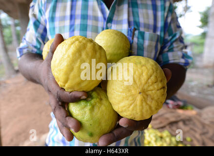 Raccolte di cedro di cui è stato eseguito il rip dei frutti in una piccola fattoria di cedro in Tamil Nadu, India. Foto Stock