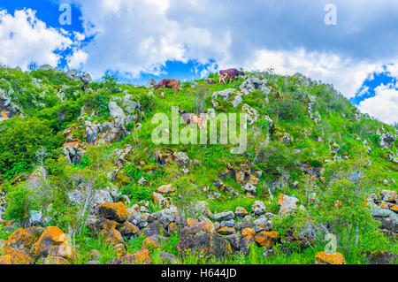 Le mucche pascolano sul ripido pendio della collina, circondato da massi e vegetazione, Hayravank, Armenia. Foto Stock