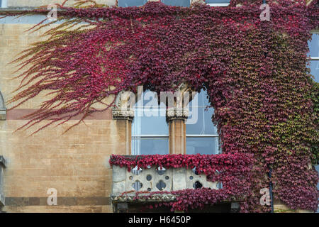 Parthenocissus tricuspidata. Giapponese / superriduttore Boston ivy sulle pareti del Christ Church College in autunno. Oxford. Regno Unito Foto Stock