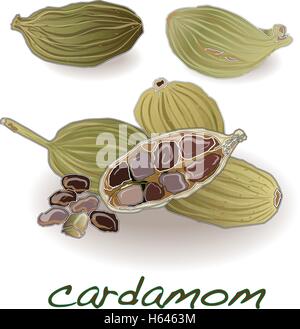Verde biologico o vero Cardamomo (Elettaria cardamomum) con semi isolato su sfondo bianco. Vettore. Illustrazione Vettoriale