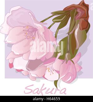 Sakura fiore. Fiore di Ciliegio isolato sfondo bianco illustrazione vettoriale Illustrazione Vettoriale