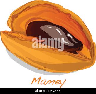 Mamey isolato illustrazione vettoriale Illustrazione Vettoriale