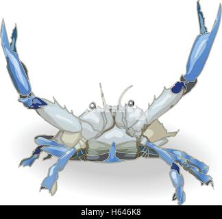 Isolato di granchio sfondo bianco Illustrazione Vettoriale