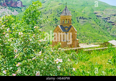 Wild Rose bush in fiore sul pendio di Amaghu canyon e il Surb Astvatsatsin chiesa del monastero di Noravank Foto Stock