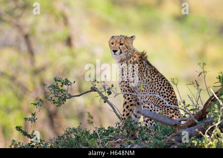 Ghepardo (Acinonyx jubatus), Hluhluwe-Imfolozi National Park, Sud Africa e Africa Foto Stock