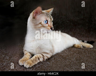 Gatto con gli occhi blu Foto Stock