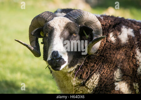 Avvisatore acustico due pedigree Giacobbe pecore di ram a testa alta. Raro marrone e bianco pezzati pecore, tenuti come pet ornamentali, con due corna ricurve Foto Stock