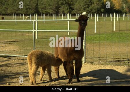 Momma Alpaca alimentando il suo bambino Foto Stock