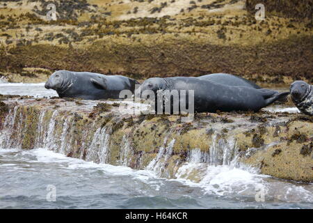 Le foche grigie sulle isole Scilly, Cornwall, Regno Unito Foto Stock