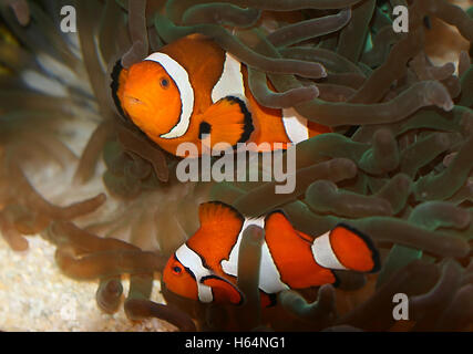 Coppia di comuni o Ocellaris Clownfishes (Amphiprion ocellaris) nativo del Pacifico Foto Stock