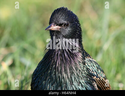 Coppia Eurasian Starling (Sturnus vulgaris) close-up verticale Foto Stock