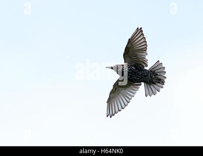 Europeo solitario Starling (Sturnus vulgaris) in volo Foto Stock