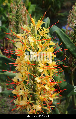 Lo zenzero kahili (Hedychium gardnerianum) Foto Stock