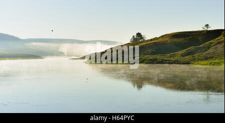 Uccelli in volo la nebbia oltre il fiume nella valle di Hayden del Parco Nazionale di Yellowstone in estate Foto Stock