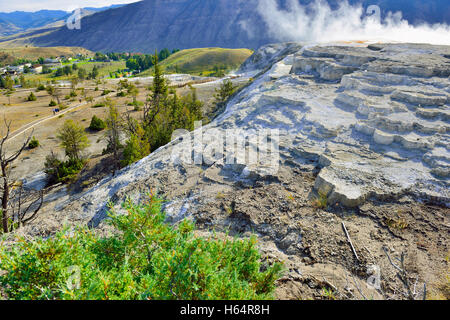 Molla erbosa in Mammoth Hot Springs area del Parco Nazionale di Yellowstone, Wyoming Foto Stock