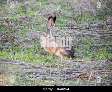Nero-tailed Jackrabbit - Lepus californicus Foto Stock