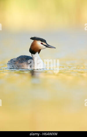 Svasso maggiore (Podiceps cristatus ) in abito di allevamento, nuoto su un lago, luminoso primaverile luce gialla, molla atmosfera. Foto Stock