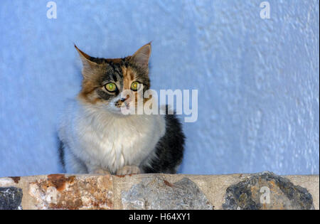 Feral bianco e tartaruga gatto con gli occhi verdi si sedette sul muro con sfondo chiaro Foto Stock
