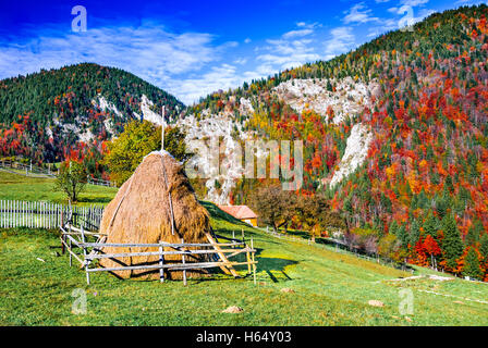 Colori d'autunno mattina nelle montagne dei Carpazi. Magura villaggio, Transilvania, Romania. Foto Stock