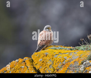 Il Gheppio, il Falco tinnunculus, appollaiate su un lichen coperto cliff edge in Cornwall, Regno Unito Foto Stock