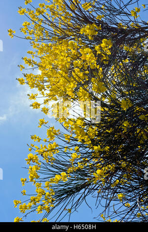 Ginestra fiori blu cielo Foto Stock