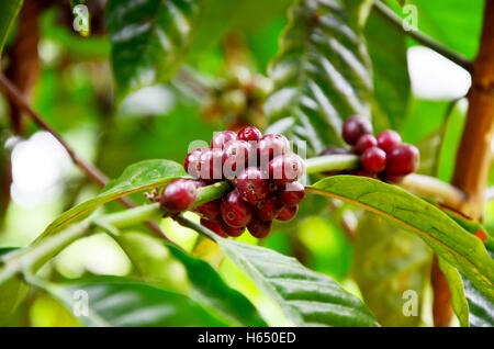 Acerbi chicchi di caffè su albero di caffè in giardino a Bolaven Plateau in Paksong, Champasak, Laos Foto Stock