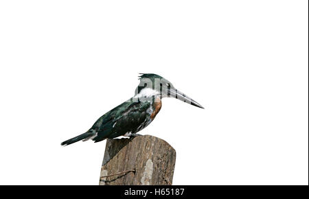Amazon kingfisher, Chloroceryle amazona, singolo uccello sul post, Brasile Foto Stock