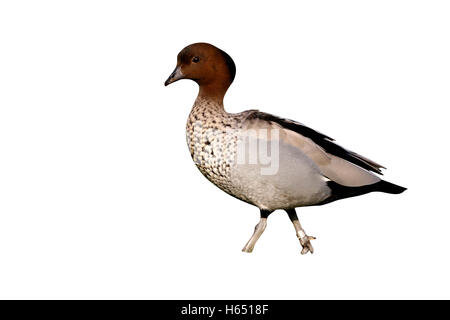 Legno Australiano o anatra oca maned, Chenonetta jubata, maschio, nativo di Australia Foto Stock