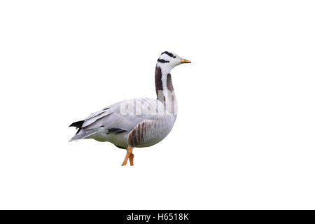 Bar-headed goose, Anser indicus, singolo uccello sull'erba, feral, Londra, maggio 2013 Foto Stock
