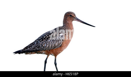 Bar-tailed godwit, Limosa lapponica, nello Yorkshire, molla Foto Stock