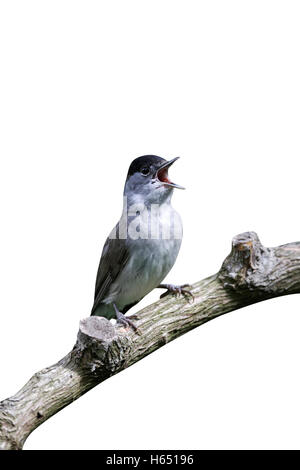 Capinera, Sylvia atricapilla, maschio singolo canto degli uccelli sul ramo, Midlands, Maggio 2011 Foto Stock