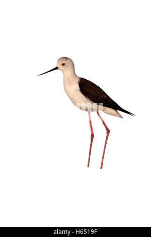 Black-winged stilt, Himantopus himantopus, singolo uccello in piedi in acqua blu, Portogallo, Marzo 2010 Foto Stock