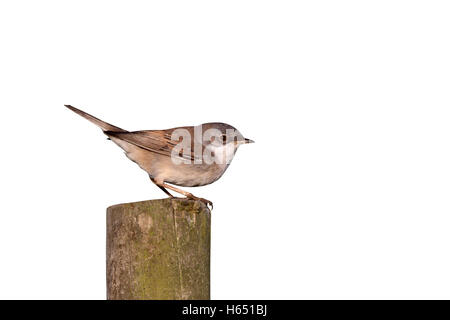 Common whitethroat, Sylvia communis, singolo uccello sul post, Midlands, Aprile 2011 Foto Stock
