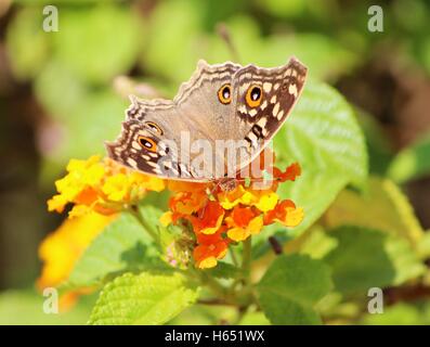 Close up Junonia lemonias - Limone pansy succhiare miele dal fiore - Farfalle del subcontinente indiano Foto Stock