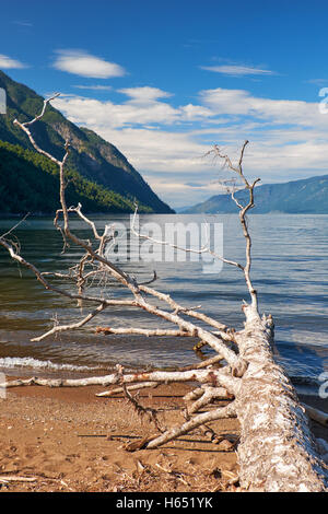 Il tronco di un albero caduto sulla spiaggia del Lago Teletskoye nelle montagne degli Altai Foto Stock