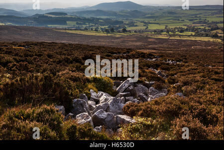 Guardando verso Corndon Hill e il Galles centrale dal Stiperstones ridge vicino Snailbeach, Shropshire, Inghilterra, Regno Unito Foto Stock