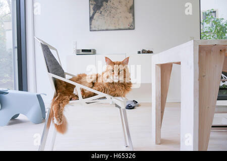 Lo zenzero cat in un momento di relax a casa sulla sedia bianca e guardando la telecamera Foto Stock