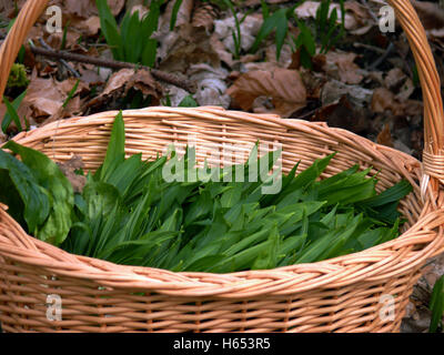 Un fresco ramsons o aglio selvatico in un cestello con sfondo esterno Foto Stock