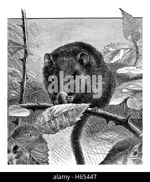 1883 in bianco e nero incisione di un nocciolo ghiro o moscardino (Muscardinus avellanarius) Foto Stock