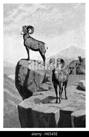 1891 in bianco e nero di incisione bighorn (ovis canadensis) Foto Stock