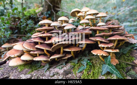 Toadstools crescente sul marciume tronchi di alberi nella nuova foresta, Hampshire, Regno Unito in autunno. Foto Stock