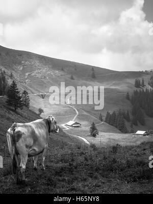 Swiss Mountain mucca in piedi sul prato mentre affacciato sulla valle con agriturismo e foresta Foto Stock