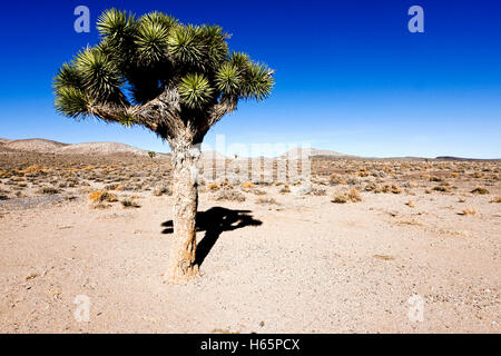 Joshua tree nella Valle della Morte, Nevada Foto Stock