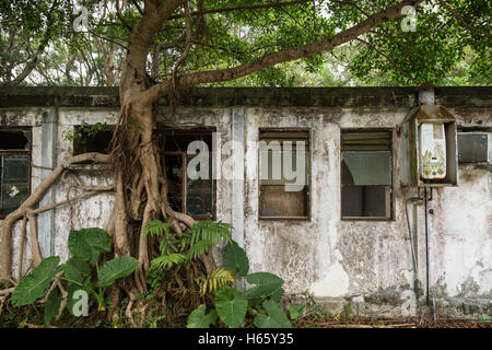 Albero e vecchio edificio abbandonato vicino al villaggio di Ngong Ping sull'Isola di Lantau in Hong Kong, Cina, visto dalla parte anteriore. Foto Stock