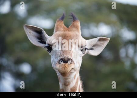 Baby giraffe ritratto, Kenya Foto Stock