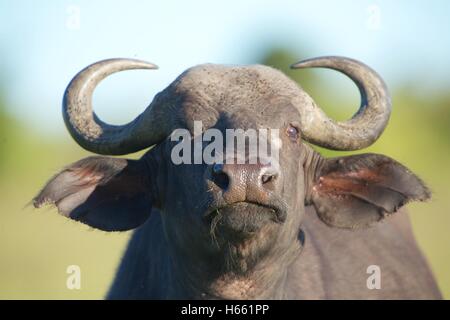 Buffalo visto in Safari Masai Mara, Kenya. Foto Stock