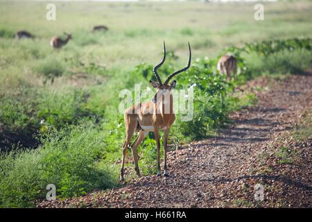 Visualizzazione di maschi selvatici impala in Safari Masai Mara, Kenya. Foto Stock